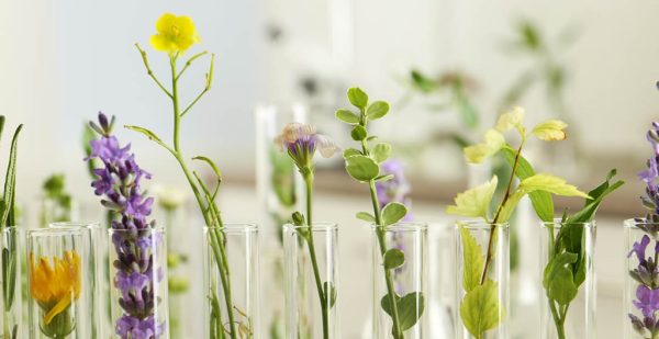 Nature’s Painkillers: Medicinal Plants for Relief